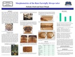 Morphometrics of the Rare Earwigfly Merope tuber by Nicholas Finch and Sean O'Keefe