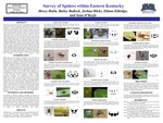 Survey of Spiders within Eastern Kentucky by Mercy Hailu, Bailey Bullock, Joshua Hicks, Eliana Eldridge, and Sean O'Keefe