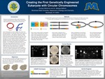 Creating the First Genetically Engineered Eukaryote with Circular Chromosomes by Duncan McGinnis and Melissa Mefford