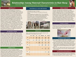 Relationships Among Maternal Characteristics in Hair Sheep by Rebekah Mills, Audrey Burton, Annika Weaver, Flint Harrelson, and Patricia Harrelson