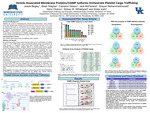 Vesicle-Associated Membrane Proteins/VAMP Isoforms Orchestrate Platelet Cargo Trafficking by Jessie Begley, Aleah Wagner, Cameron Gibson, Jack McFarland, Shayan Mohammadmoradi, Harry Chanzu, Sidney W. Whiteheart, and Smita Joshi