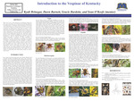 Introduction to the Vespinae of Kentucky by Kyah Brinegar, Dawn Barnett, Gracie Burdette, and Sean O'Keefe