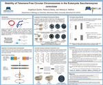 Stability of Telomere-Free Circular Chromosomes in the Eukaryote Saccharomyces Cerevisiae by Angelique Sparks, Rebecca Bailey, and Melissa A. Mefford