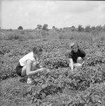 Strawberry Picking - May 1955
