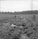 Strawberry Picking - May 1955