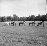 University Farm by Morehead State University. Office of Communications & Marketing.