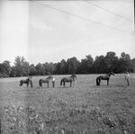 University Farm by Morehead State University. Office of Communications & Marketing.