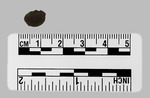 026.056-OSSABAW