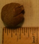 Musket Ball - CS1045 by Morehead State University. History Department
