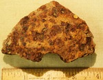 Shell Fragment- B1042 by Morehead State University. History Department