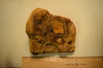 Shell Fragment- F3182J by Morehead State University. History Department