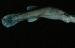 Chologaster agassizi - Swampfish by Roger W. Barbour