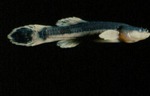 Chologaster cornuta - Swampfish