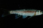 Clinostomus funduloides - Rosyside Dace by Roger W. Barbour