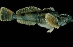 Cottus carolinae - Banded sculpin by Roger W. Barbour