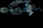 Cottus pygmaeus - Pygmy sculpin by Roger W. Barbour