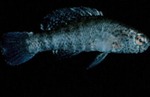 Elassoma zonatum - Banded Pygmy Sunfish by Roger W. Barbour