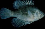 Enneacanthus obesus - Banded Sunfish by Roger W. Barbour