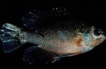 Enneacanthus gloriosus - Bluespotted Sunfish