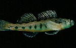 Etheostoma bellum - Orangefin Darter