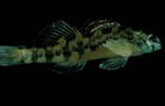 Etheostoma coosae - Coosa Darter by Roger W. Barbour