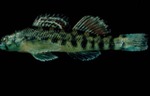 Etheostoma coosae - Coosa Darter by Roger W. Barbour