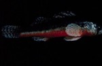 Etheostoma cragini - Arkansas Darter by Roger W. Barbour