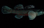 Etheostoma ditrema - Coldwater Darter by Roger W. Barbour