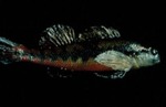 Etheostoma duryi - Blackside Snubnose Darter