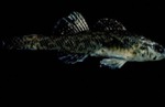 Etheostoma eduieni by Roger W. Barbour