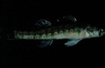 Etheostoma exile - Iowa Darter by Roger W. Barbour