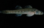 Etheostoma exile - Iowa Darter by Roger W. Barbour