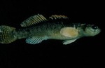 Etheostoma flabellare - Fantail Darter by Roger W. Barbour