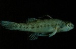 Etheostoma fonticola - Fountain Darter by Roger W. Barbour