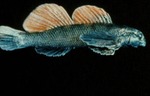 Etheostoma longimanum - Longfin Darter by Roger W. Barbour