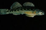 Etheostoma longimanum - Longfin Darter