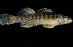 Etheostoma mariae - Pinewoods Darter by Roger W. Barbour