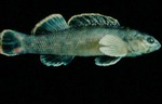 Etheostoma microlepidum - Smallscale Darter by Roger W. Barbour