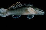 Etheostoma neopterum - Lollypop Darter by Roger W. Barbour