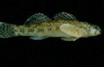 Etheostoma podostemone - Riverweed Darter by Roger W. Barbour