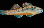 Etheostoma simoterum - Tennessee Snubnose Darter by Roger W. Barbour