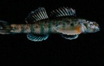 Etheostoma thallasinum - Seagreen Darter by Roger W. Barbour