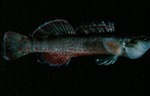 Etheostoma whipplei - Redfin Darter by Roger W. Barbour