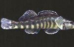 Etheostoma zonale - Banded Darter by Roger W. Barbour