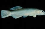 Fundulus catenatus - Northern Studfish