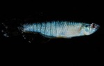 Fundulus notti - Southern Starhead Topminnow by Roger W. Barbour