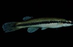 Fundulus olivaceus - Blackspotted Topminnow by Roger W. Barbour