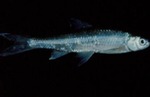 Hybognathus nuchalis - Mississippi Silvery Minnow by Roger W. Barbour