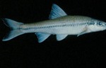 Hybopsis rubrifrons - Rosyface Chub