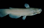 Ictalurus natalis - Yellow Bullhead/Catfish